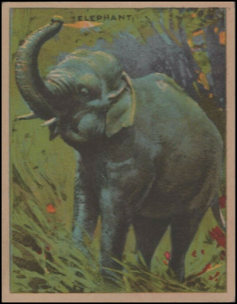 V255 30 Elephant.jpg